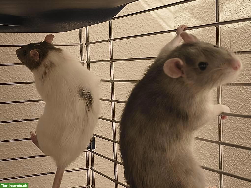4 Ratten-Mädels suchen Endzuhause bei erfahrenen Haltern