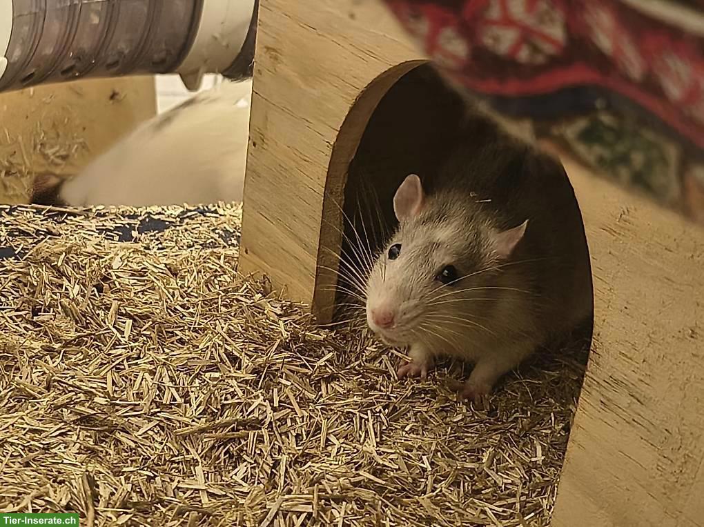Bild 2: 4 Ratten-Mädels suchen Endzuhause bei erfahrenen Haltern