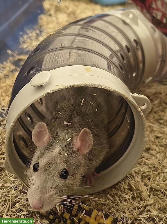 Bild 3: 4 Ratten-Mädels suchen Endzuhause bei erfahrenen Haltern