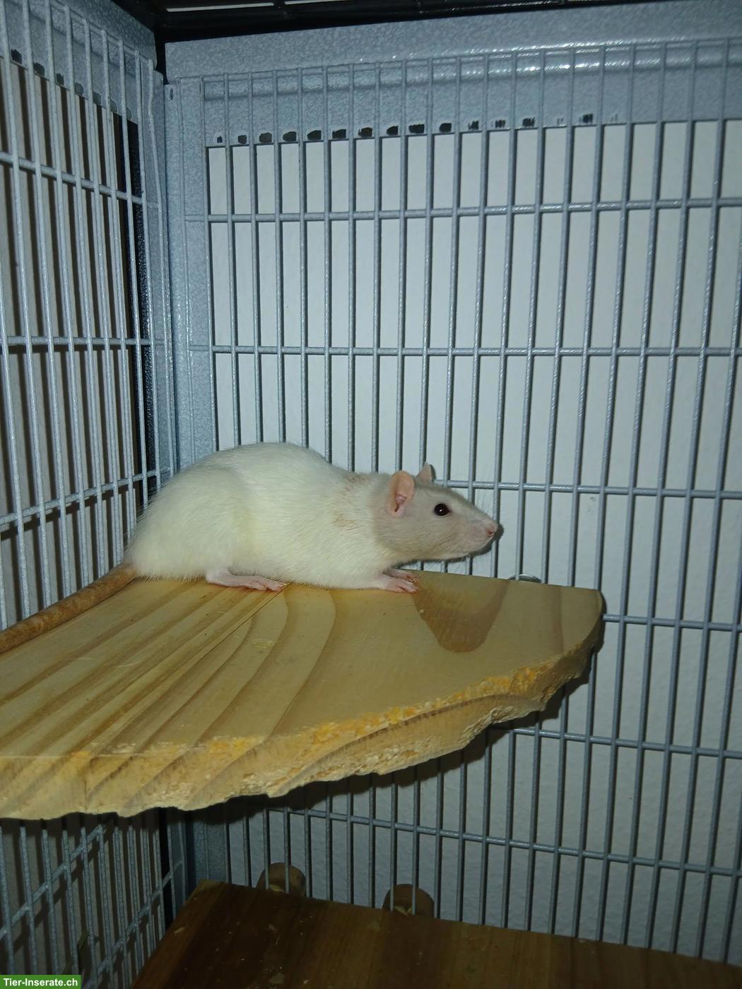 Bild 4: 4 Ratten-Mädels suchen Endzuhause bei erfahrenen Haltern