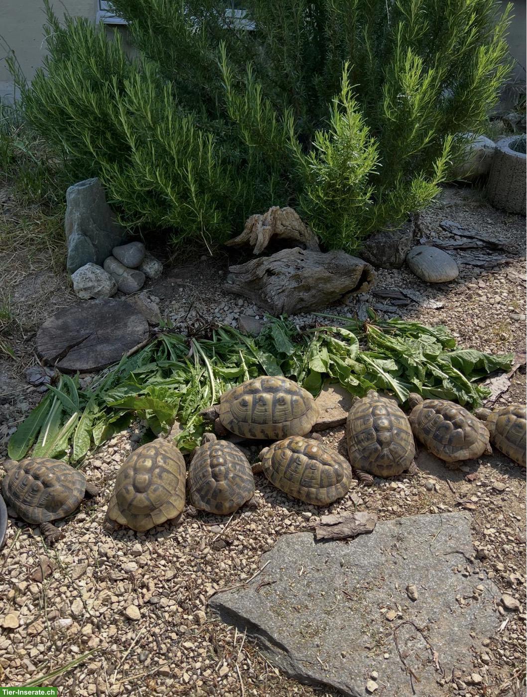 Männliche Griechische Landschildkröten für Freilandgehege