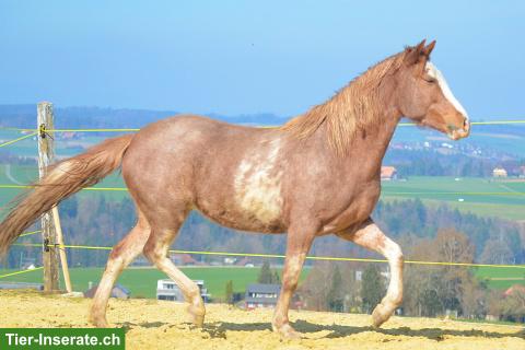 Bild 2: Tolle 6-jährige Araber-Berber Stute zu verkaufen