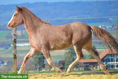 Bild 3: Tolle 6-jährige Araber-Berber Stute zu verkaufen