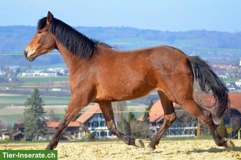 Bild 4: Bildschöne, grossrahmige, 4-jährige Araber-Berber Stute zu verkaufen