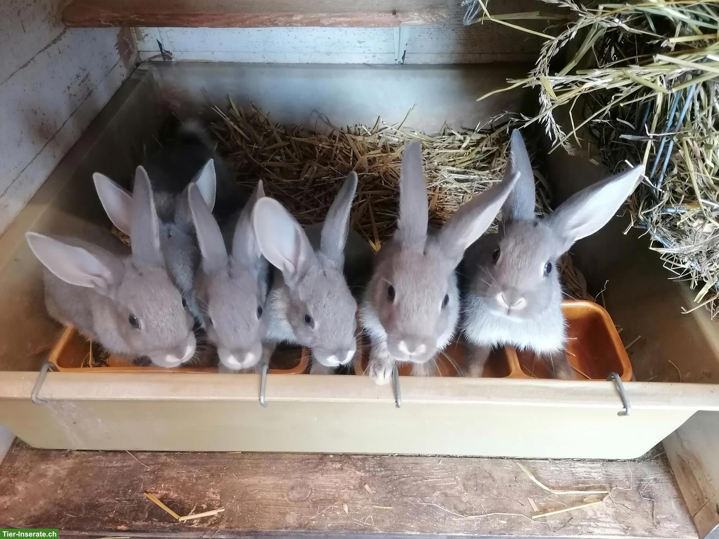 Bild 2: Junge Schweizer Feh Kaninchen zu verkaufen