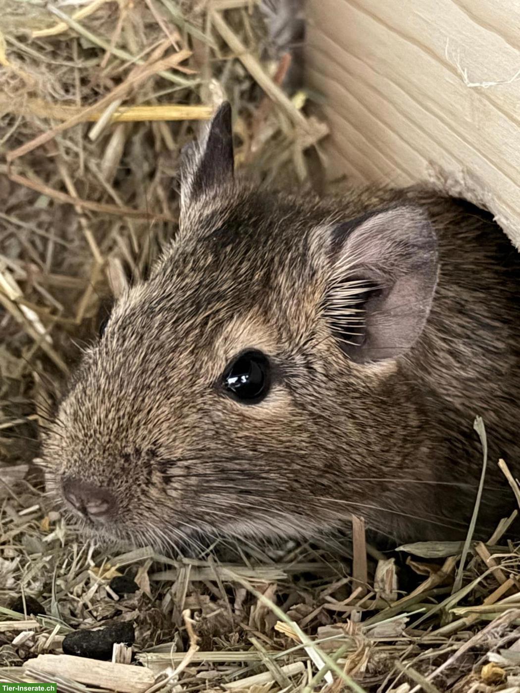 Degu “Chip” sucht neues Zuhause mit Artgenossen