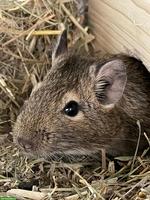 Degu “Chip” sucht neues Zuhause mit Artgenossen