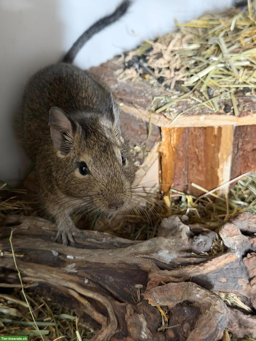 Bild 2: Degu “Chip” sucht neues Zuhause mit Artgenossen