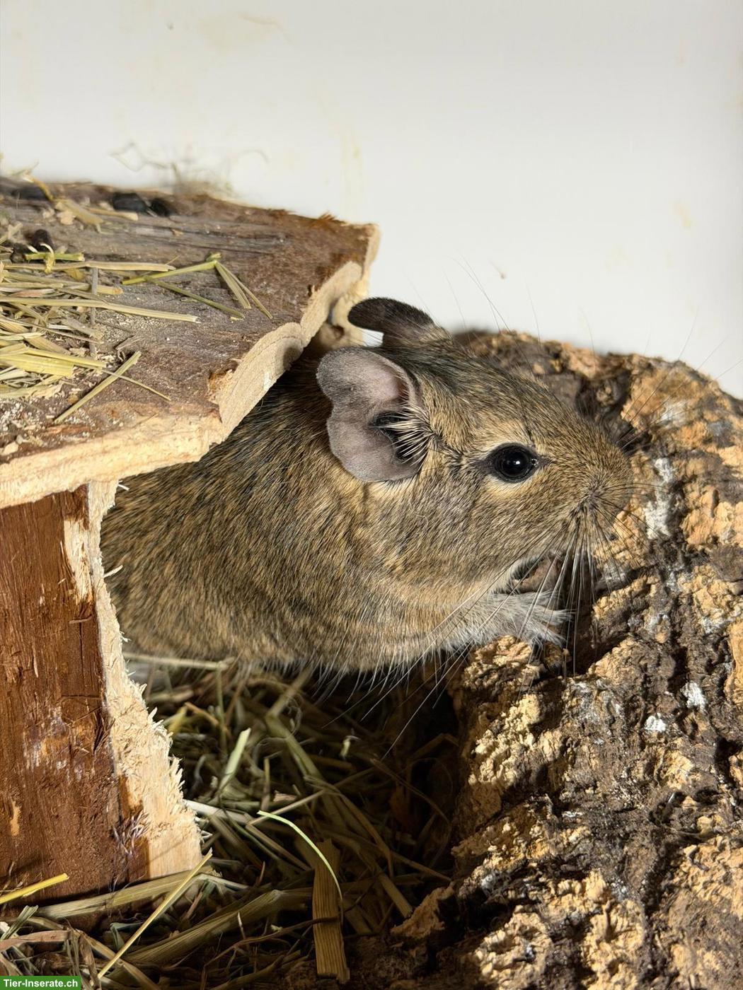 Bild 3: Degu “Chip” sucht neues Zuhause mit Artgenossen