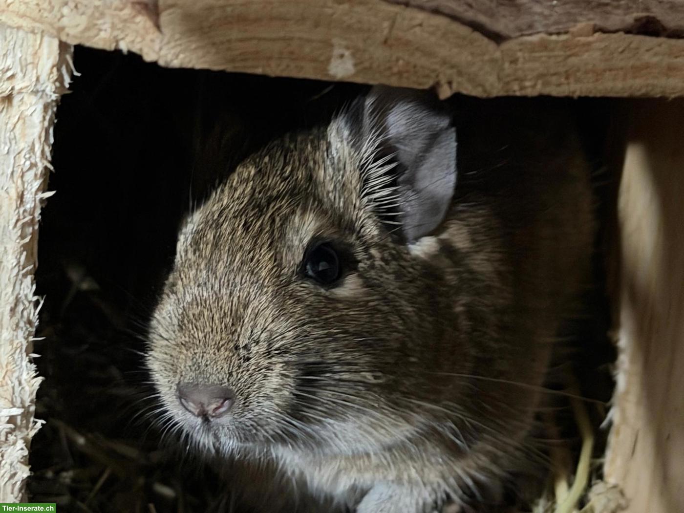 Bild 4: Degu “Chip” sucht neues Zuhause mit Artgenossen