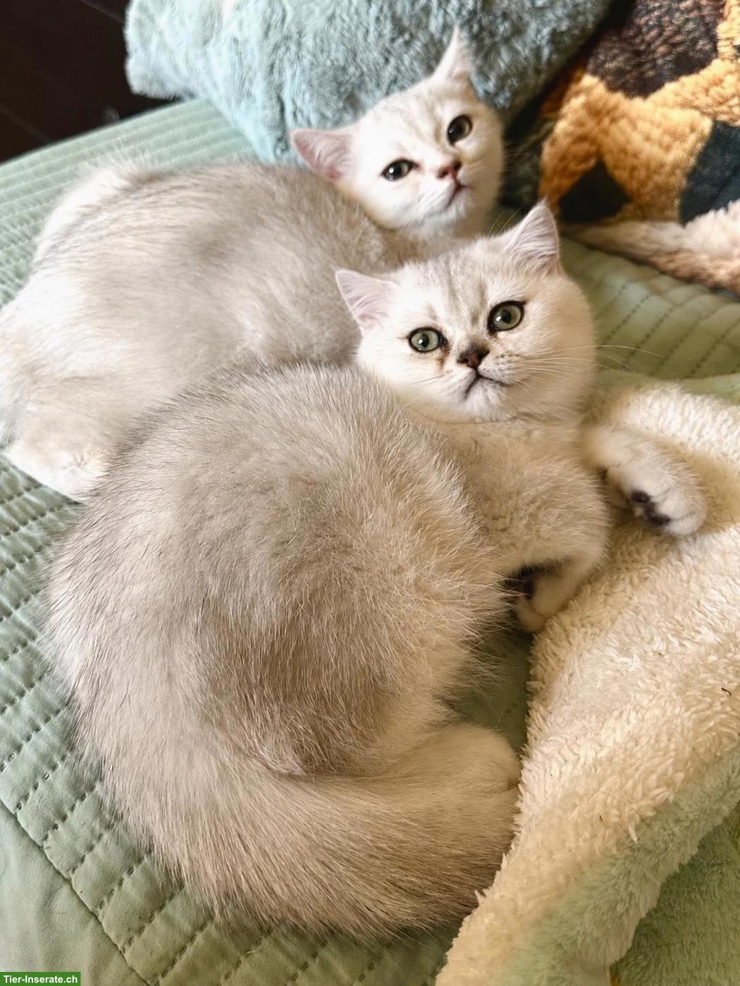 2 BKH Silver Shaded Brüder suchen ihr Traumzuhause 💚