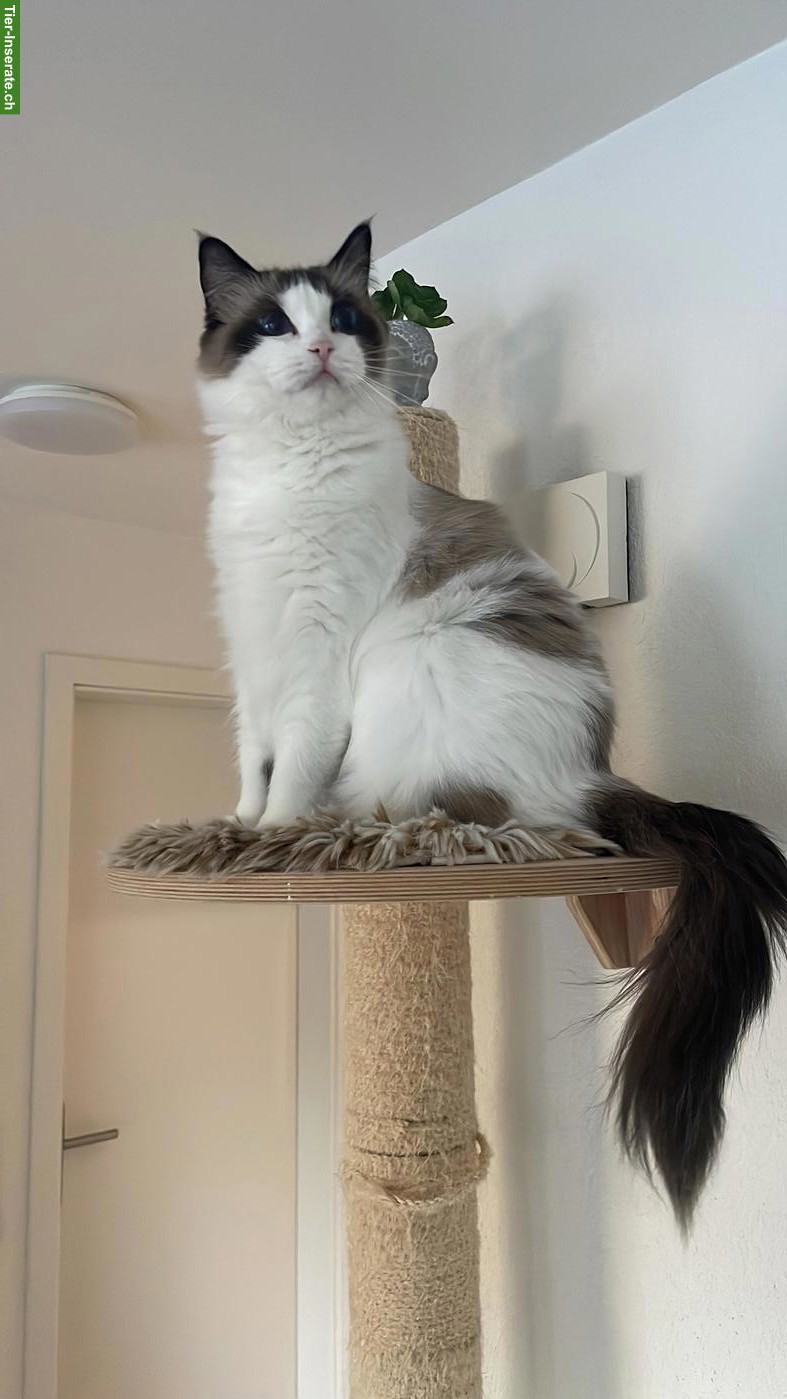 Ragdoll Katze, 4-jährig, kastriert