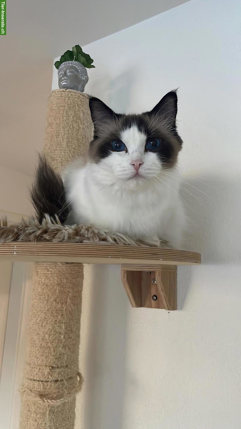 Bild 2: Ragdoll Katze, 4-jährig, kastriert