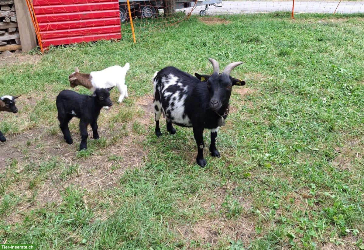Zwergziegen Lilly und Ludmilla mit Gitzi suchen neues Zuhause