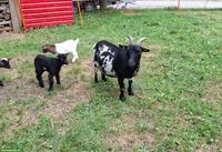 Zwergziegen Lilly und Ludmilla mit Gitzi suchen neues Zuhause