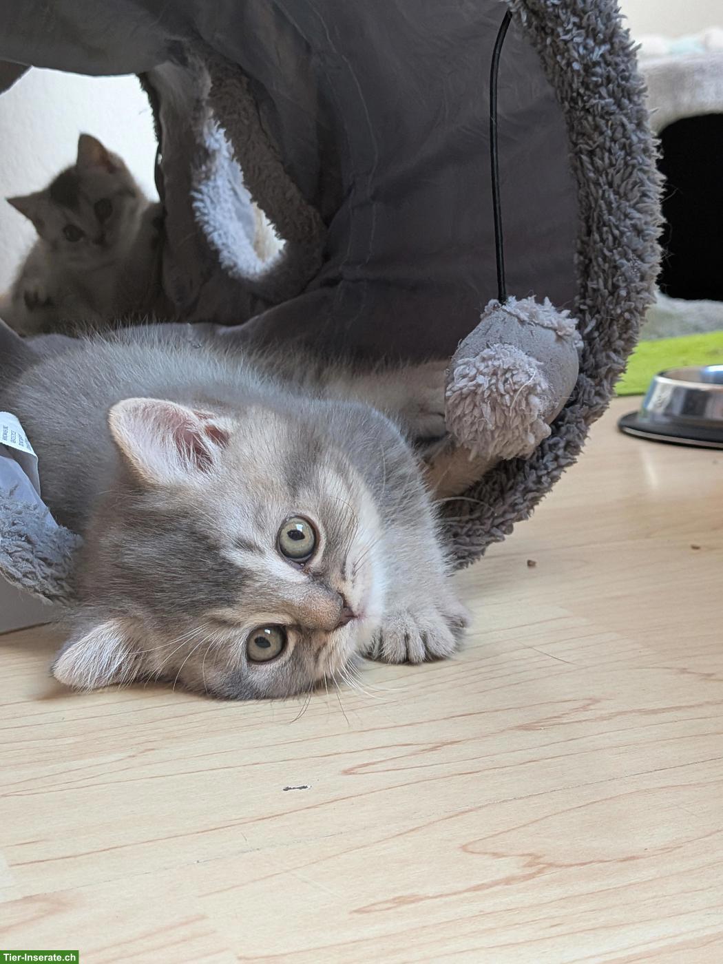 Reinrassiger BKH Kater sucht ein schönes Zuhause