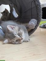 Reinrassiger BKH Kater sucht ein schönes Zuhause