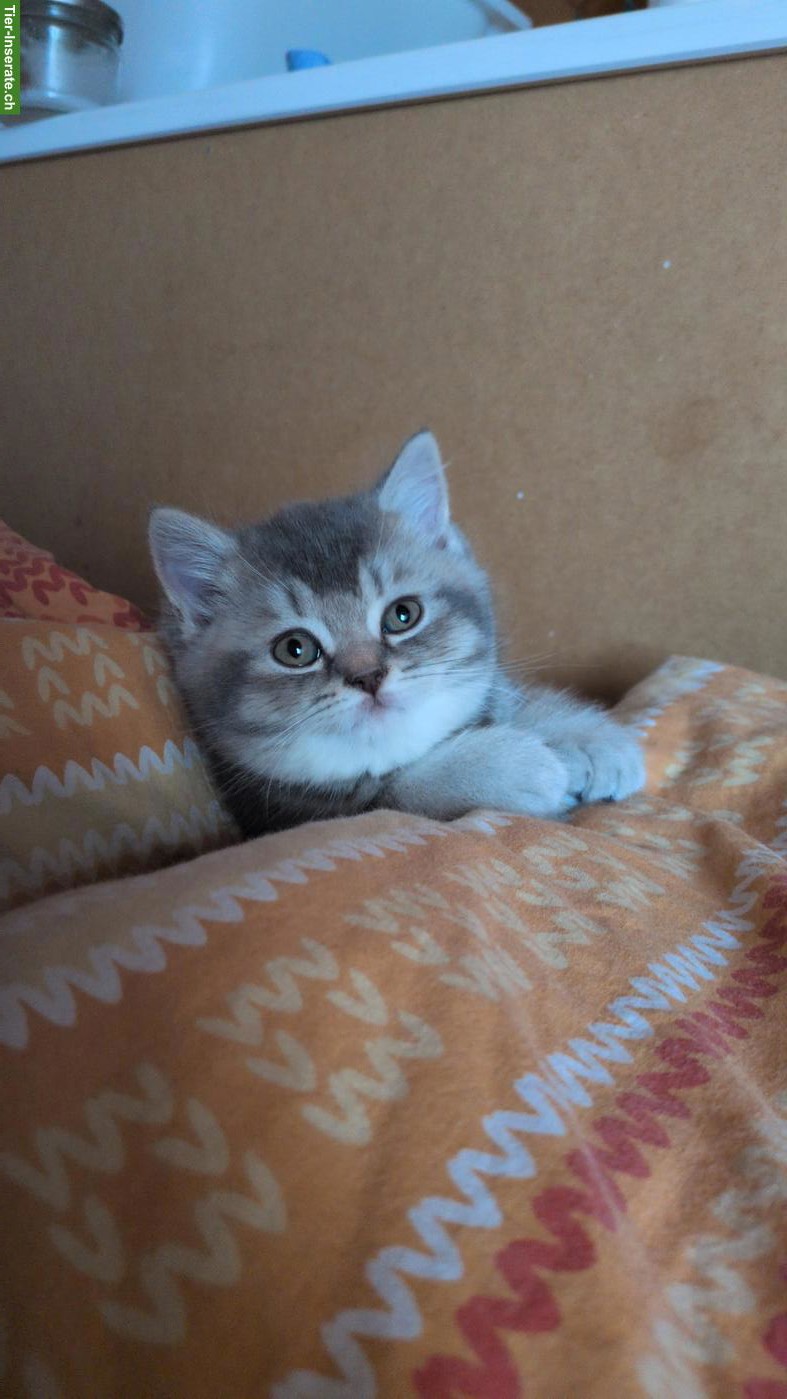 Bild 2: Reinrassiger BKH Kater sucht ein schönes Zuhause