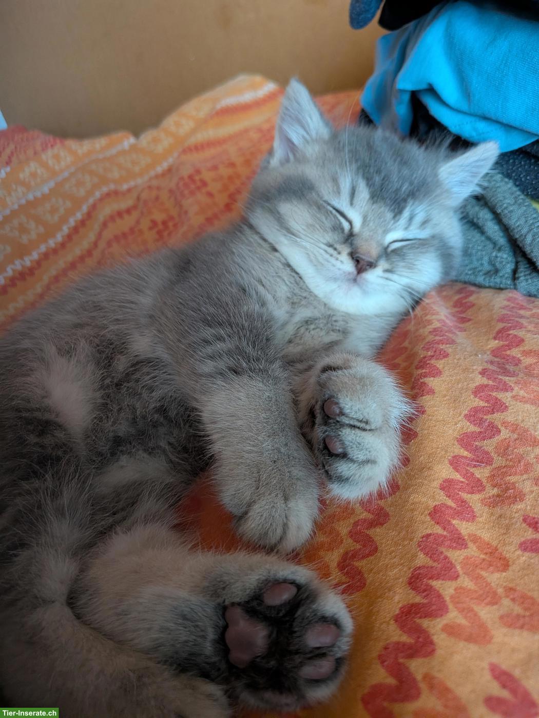 Bild 3: Reinrassiger BKH Kater sucht ein schönes Zuhause