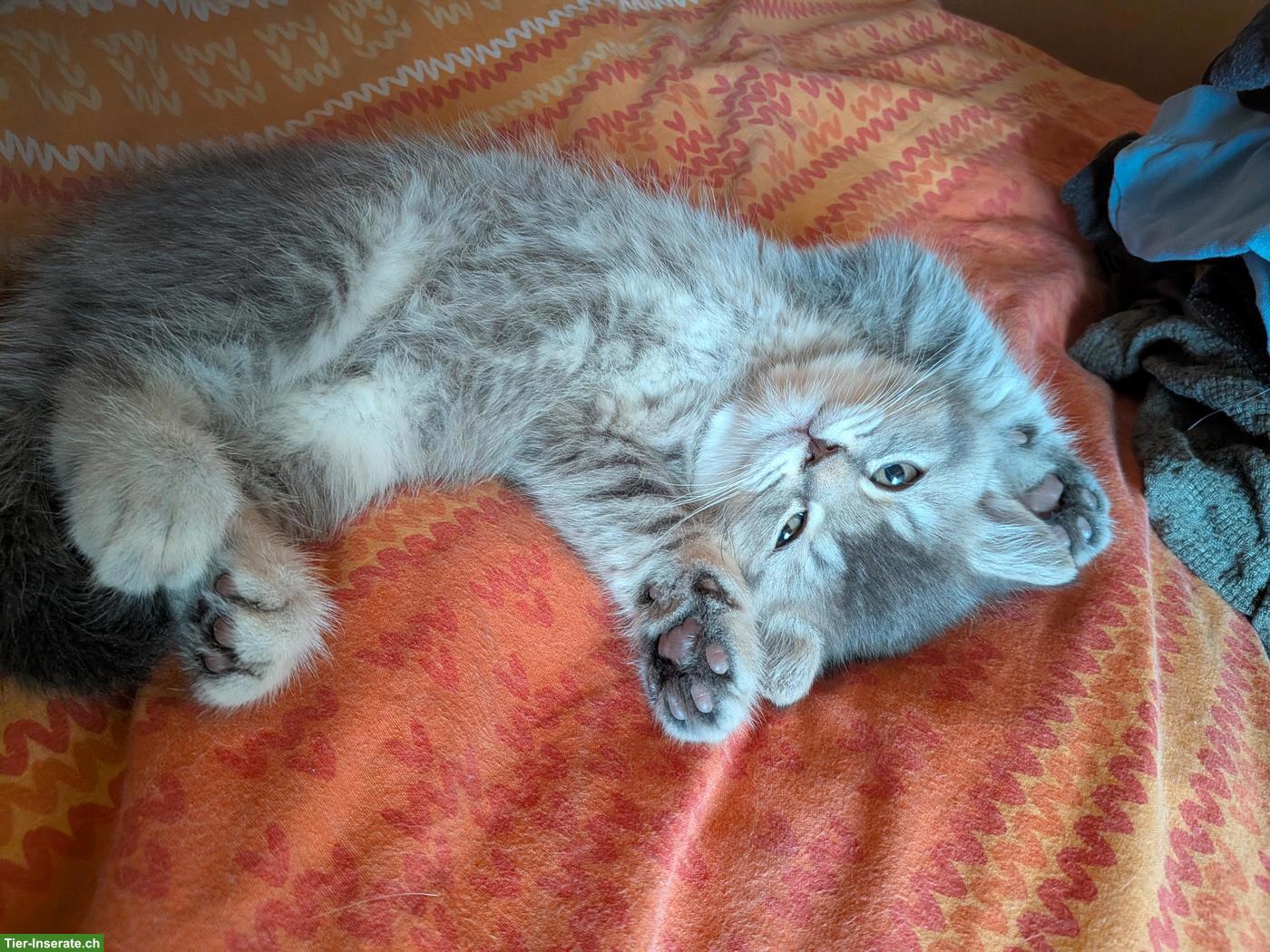 Bild 4: Reinrassiger BKH Kater sucht ein schönes Zuhause