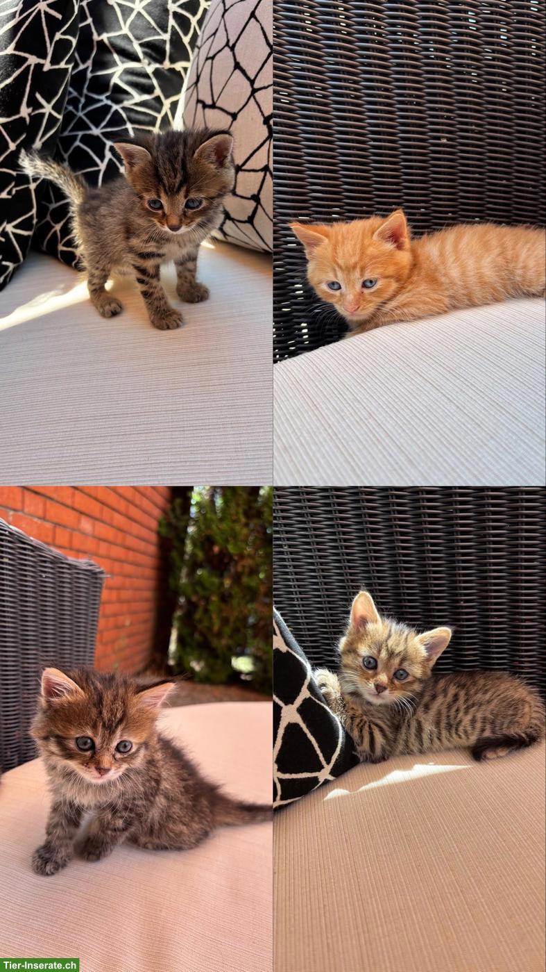 Süße Babykatzen m & w suchen ein Zuhause
