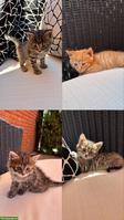 Süße Babykatzen m & w suchen ein Zuhause