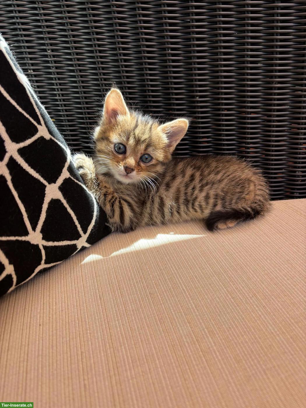 Bild 2: Süße Babykatzen m & w suchen ein Zuhause