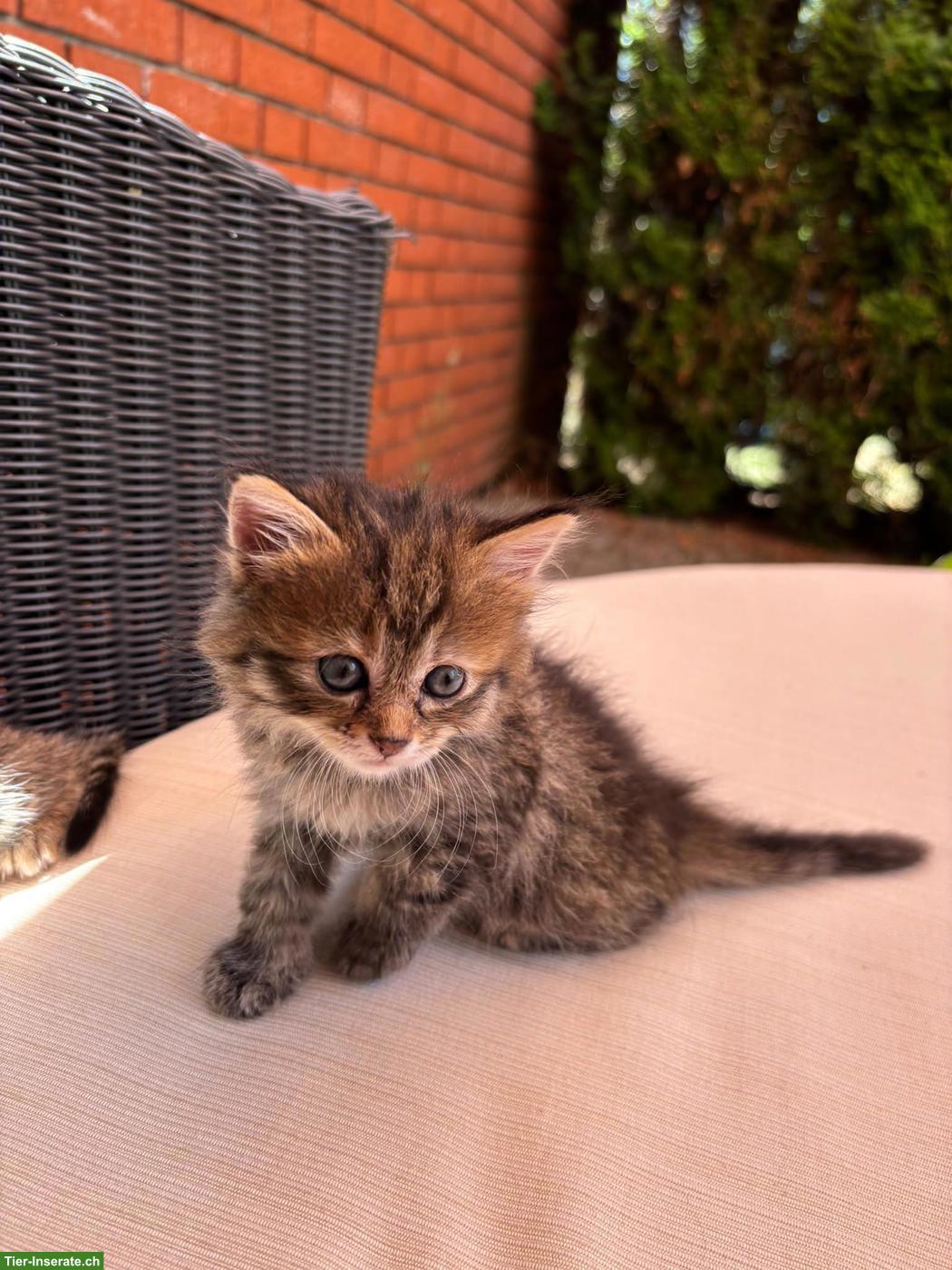 Bild 3: Süße Babykatzen m & w suchen ein Zuhause