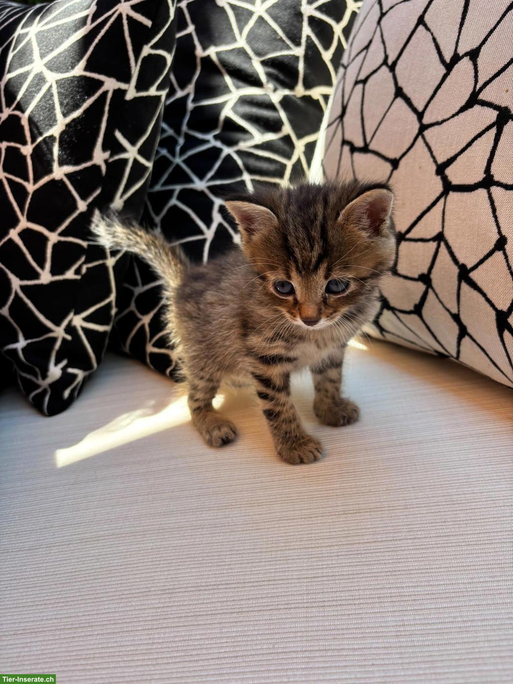 Bild 4: Süße Babykatzen m & w suchen ein Zuhause