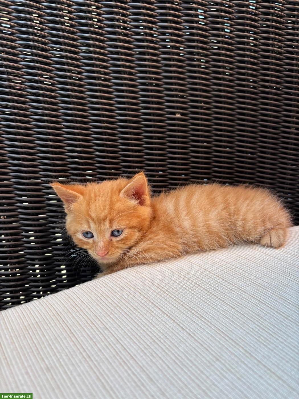 Bild 5: Süße Babykatzen m & w suchen ein Zuhause