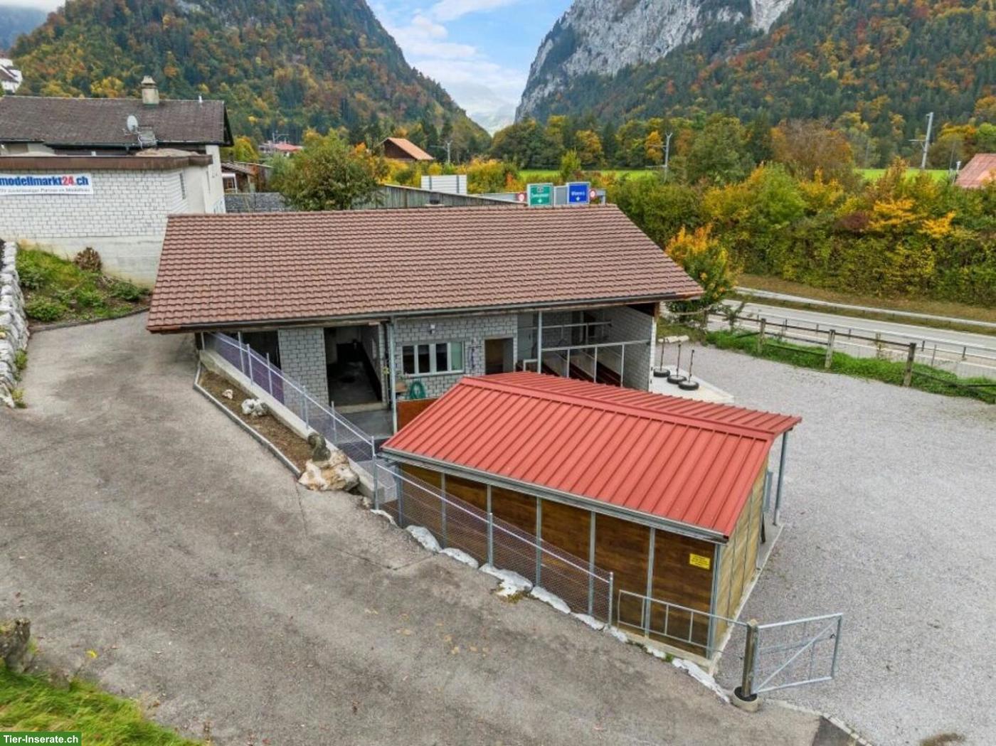 Bild 3: Selbstversorger-Pferdestall zu vermieten in Wimmis BE