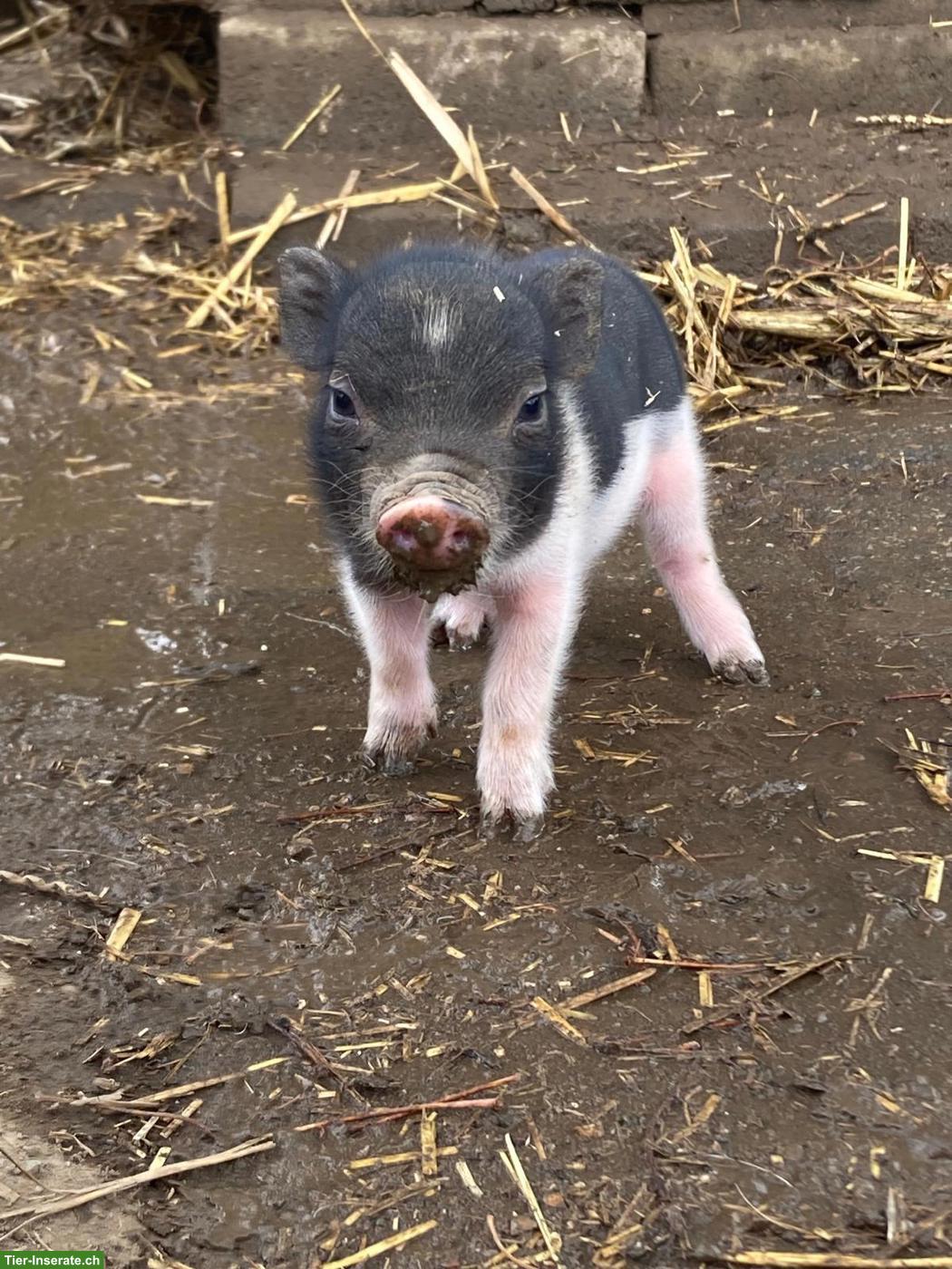 2 süsse Minipig Jungtiere als Paar abzugeben