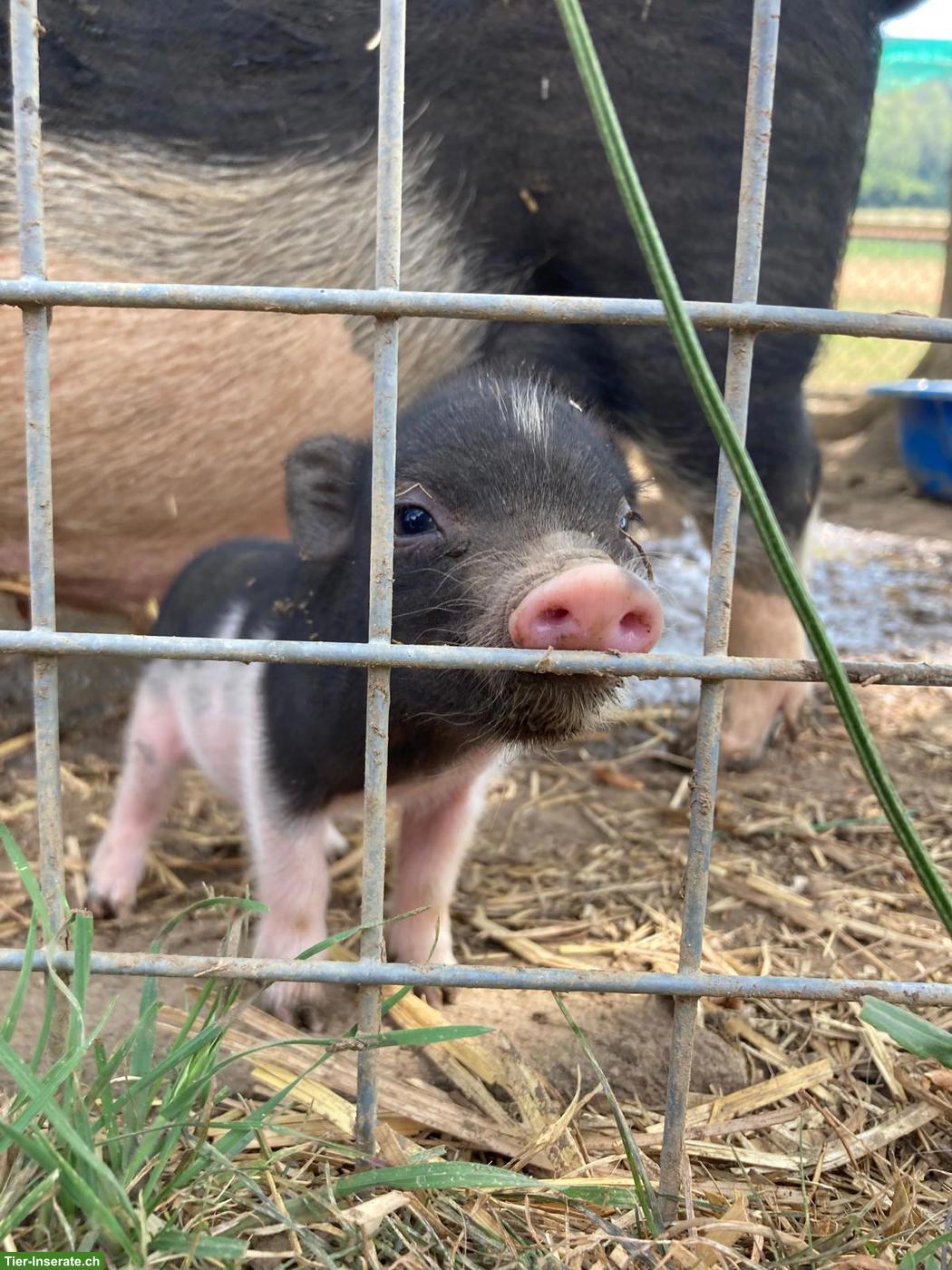 Bild 2: 2 süsse Minipig Jungtiere als Paar abzugeben