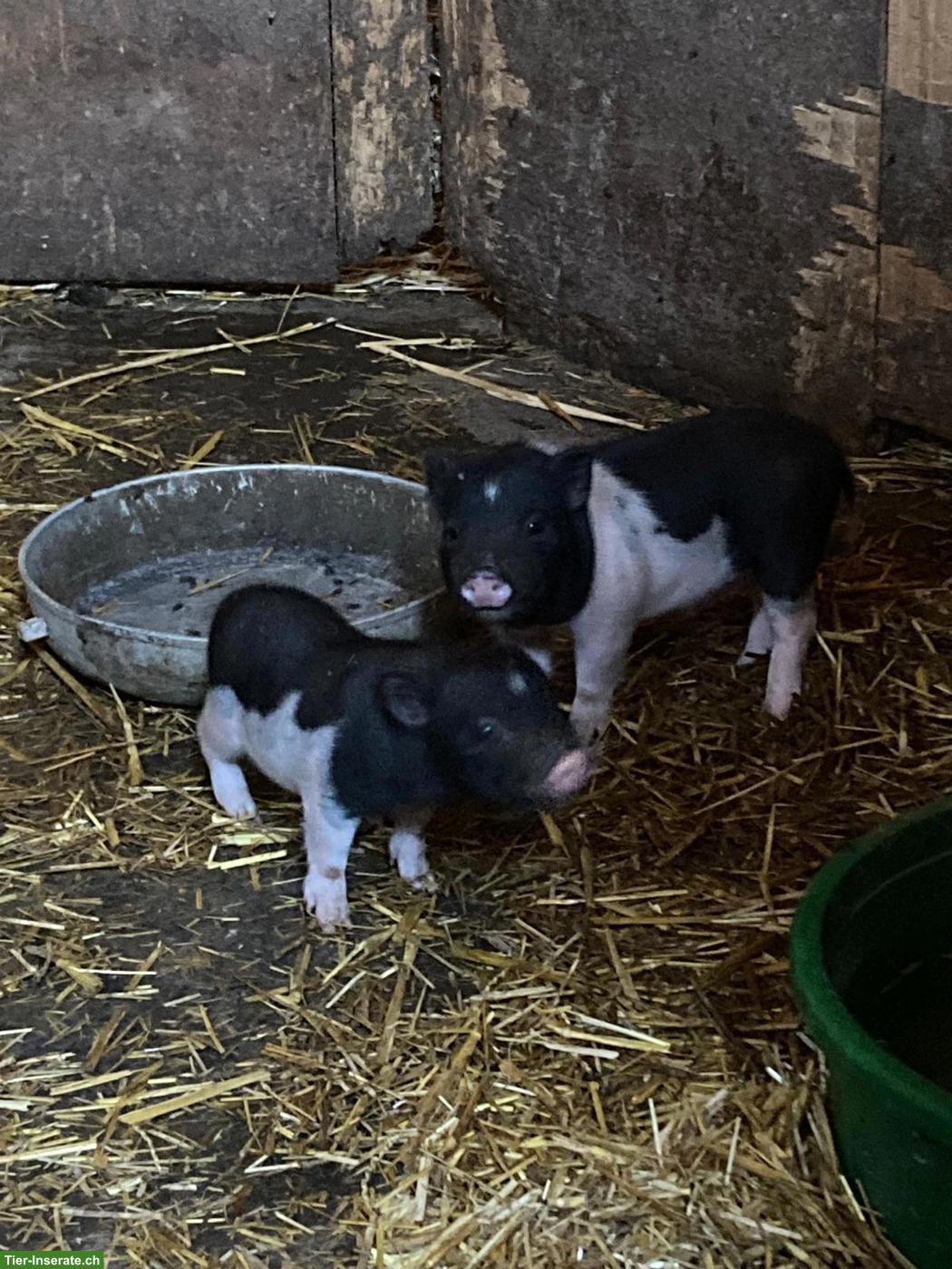 Bild 3: 2 süsse Minipig Jungtiere als Paar abzugeben