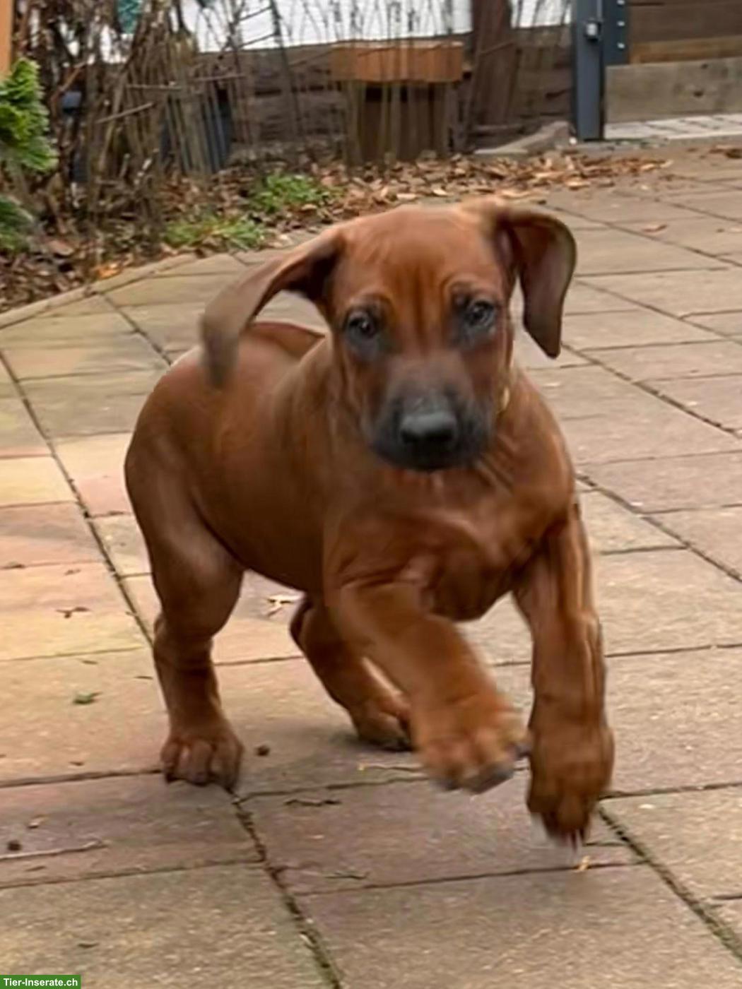 Bild 2: Rhodesian Ridgeback Welpen zu verkaufen