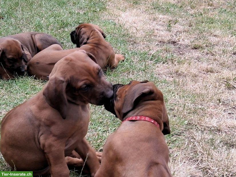 Bild 3: Rhodesian Ridgeback Welpen zu verkaufen