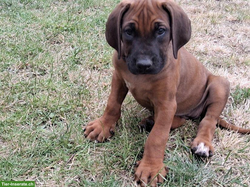 Bild 4: Rhodesian Ridgeback Welpen zu verkaufen