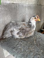 Schwedisches Blumenhuhn, Hähne zum Abgeben