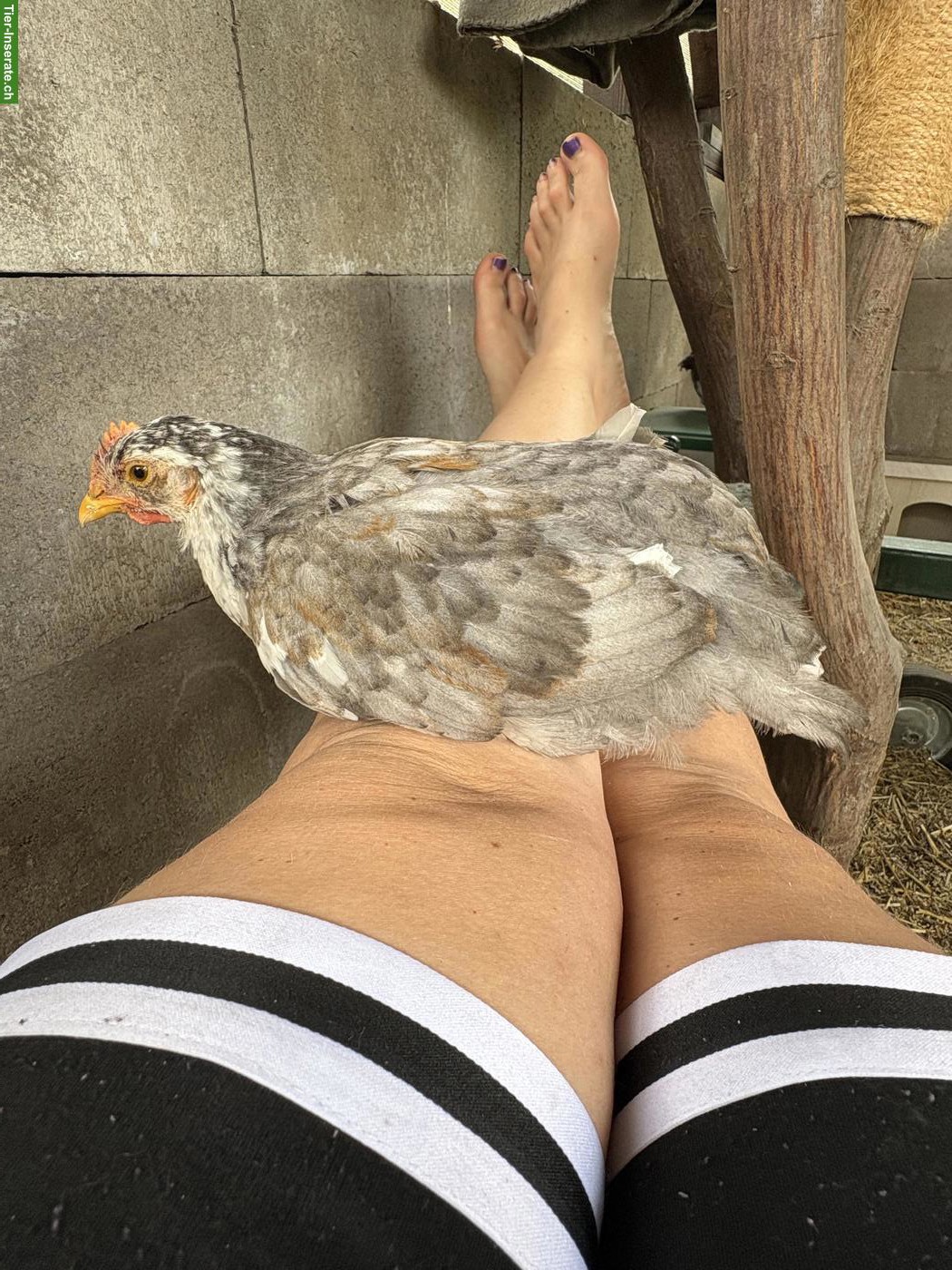 Bild 2: Schwedisches Blumenhuhn, Hähne zum Abgeben