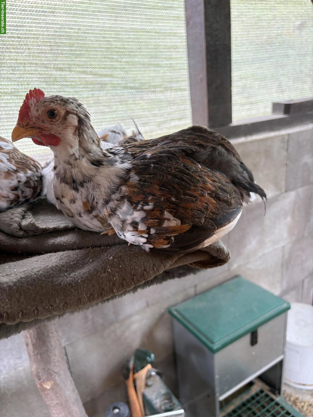 Bild 3: Schwedisches Blumenhuhn, Hähne zum Abgeben