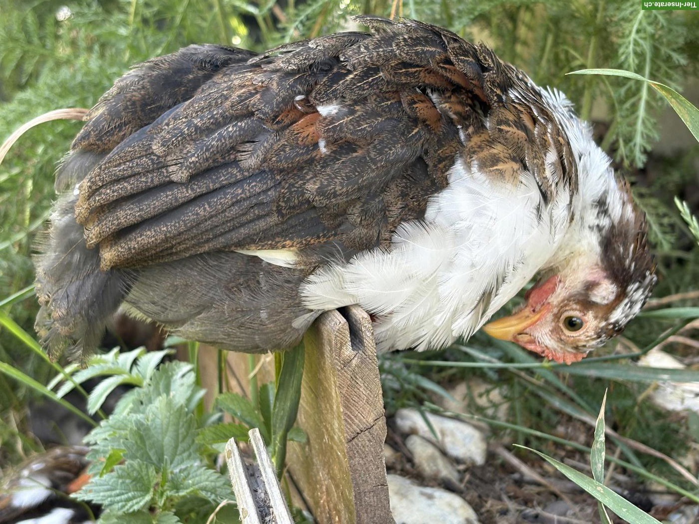 Bild 4: Schwedisches Blumenhuhn, Hähne zum Abgeben