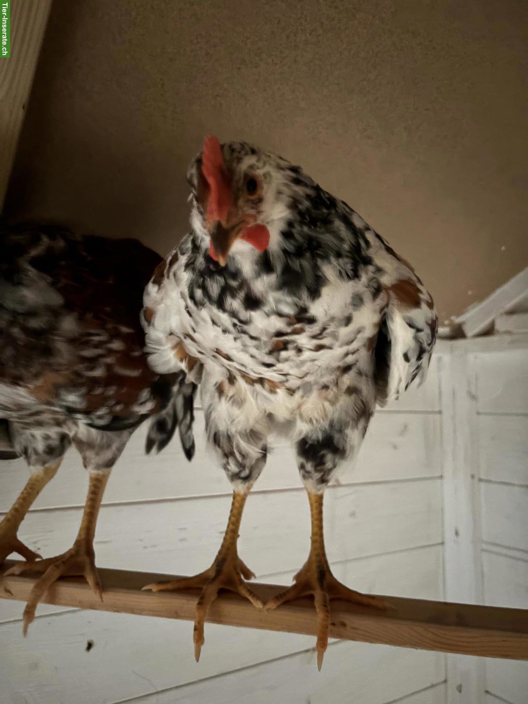 Bild 5: Schwedisches Blumenhuhn, Hähne zum Abgeben
