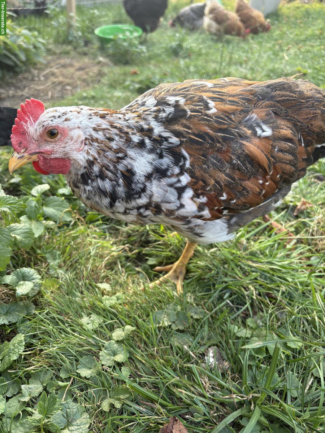 Bild 6: Schwedisches Blumenhuhn, Hähne zum Abgeben