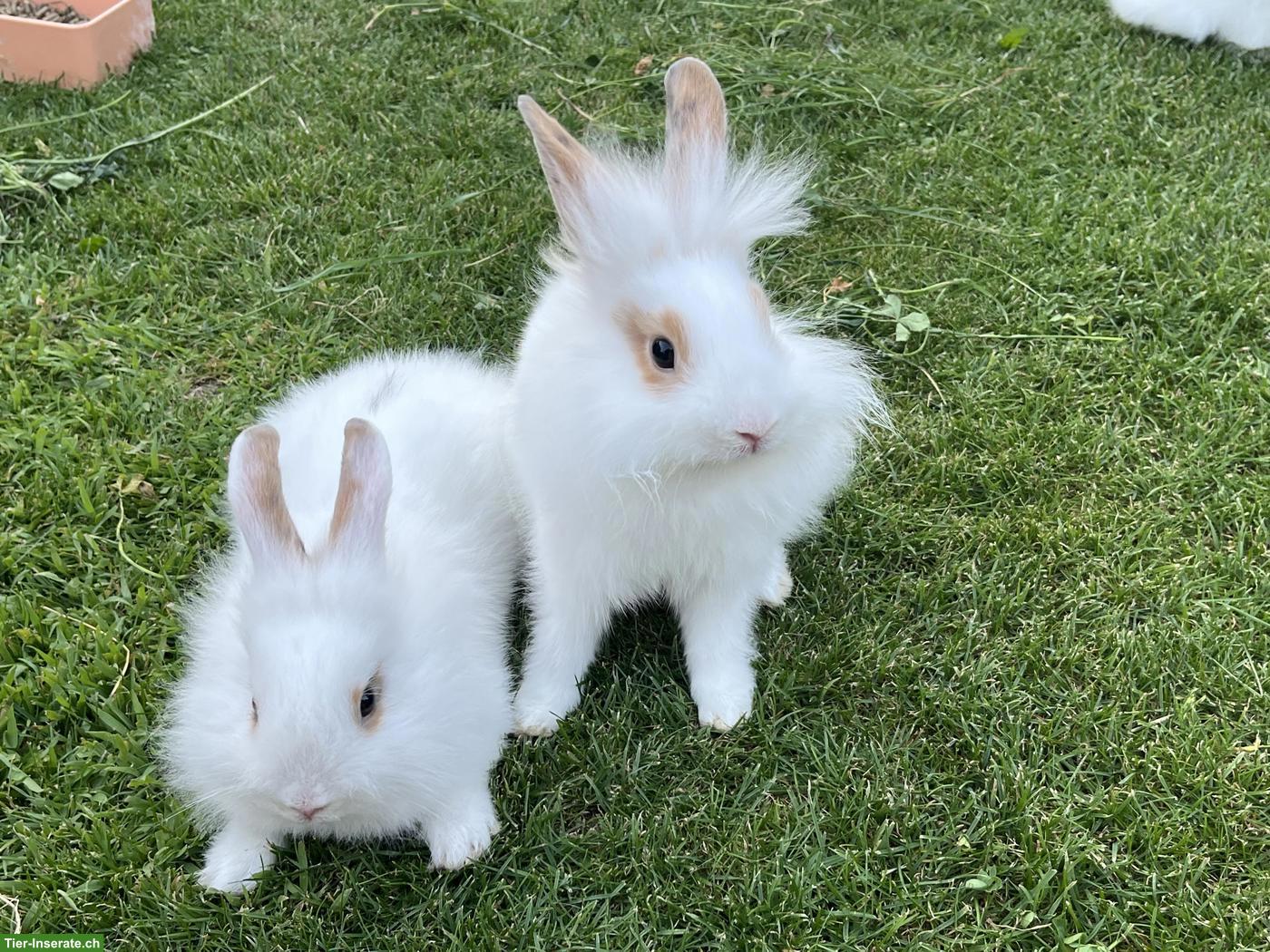 2 Zwergkaninchen Löwenkopf Männchen