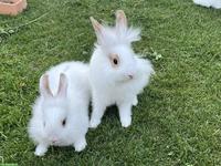 2 Zwergkaninchen Löwenkopf Männchen