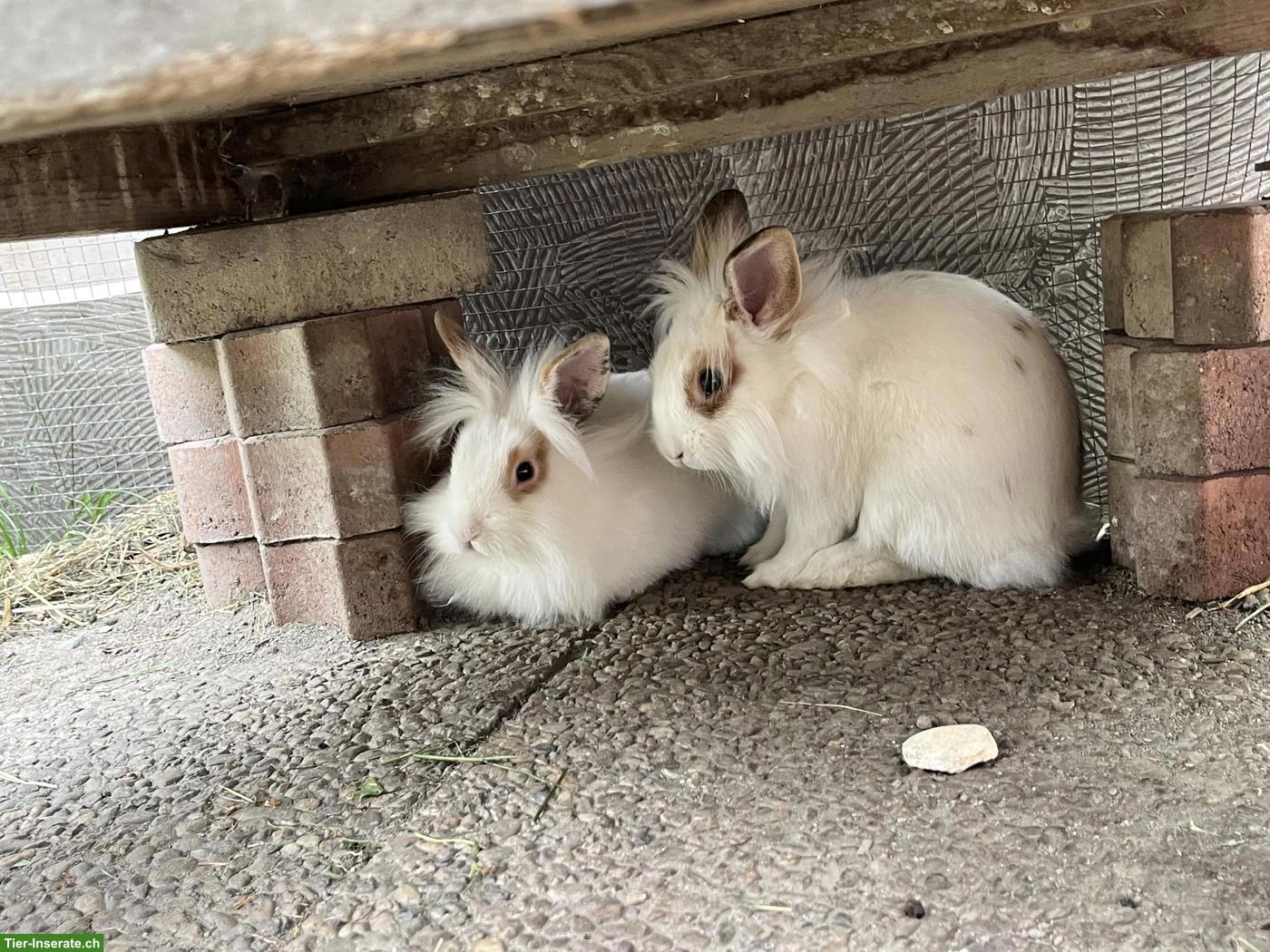 Bild 2: 2 Zwergkaninchen Löwenkopf Männchen