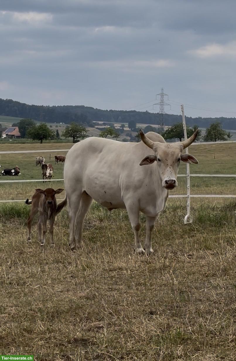 Zwergzebus suchen Plätzchen, Region Beinwil am See