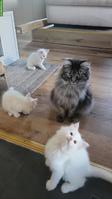 Maine Coon Kitten suchen neuen Wirkungskreis