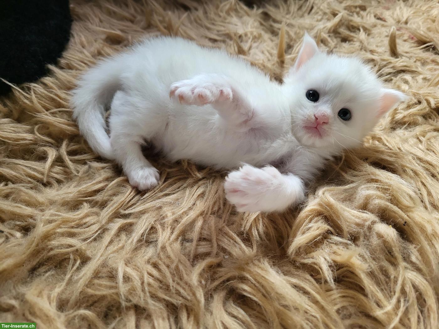 Bild 2: Maine Coon Kitten suchen neuen Wirkungskreis