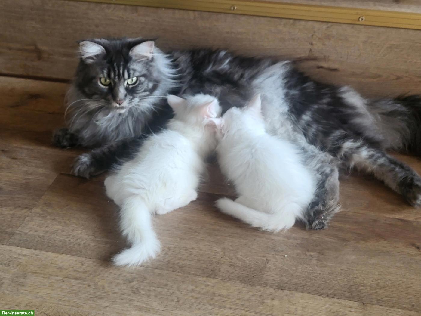 Bild 3: Maine Coon Kitten suchen neuen Wirkungskreis